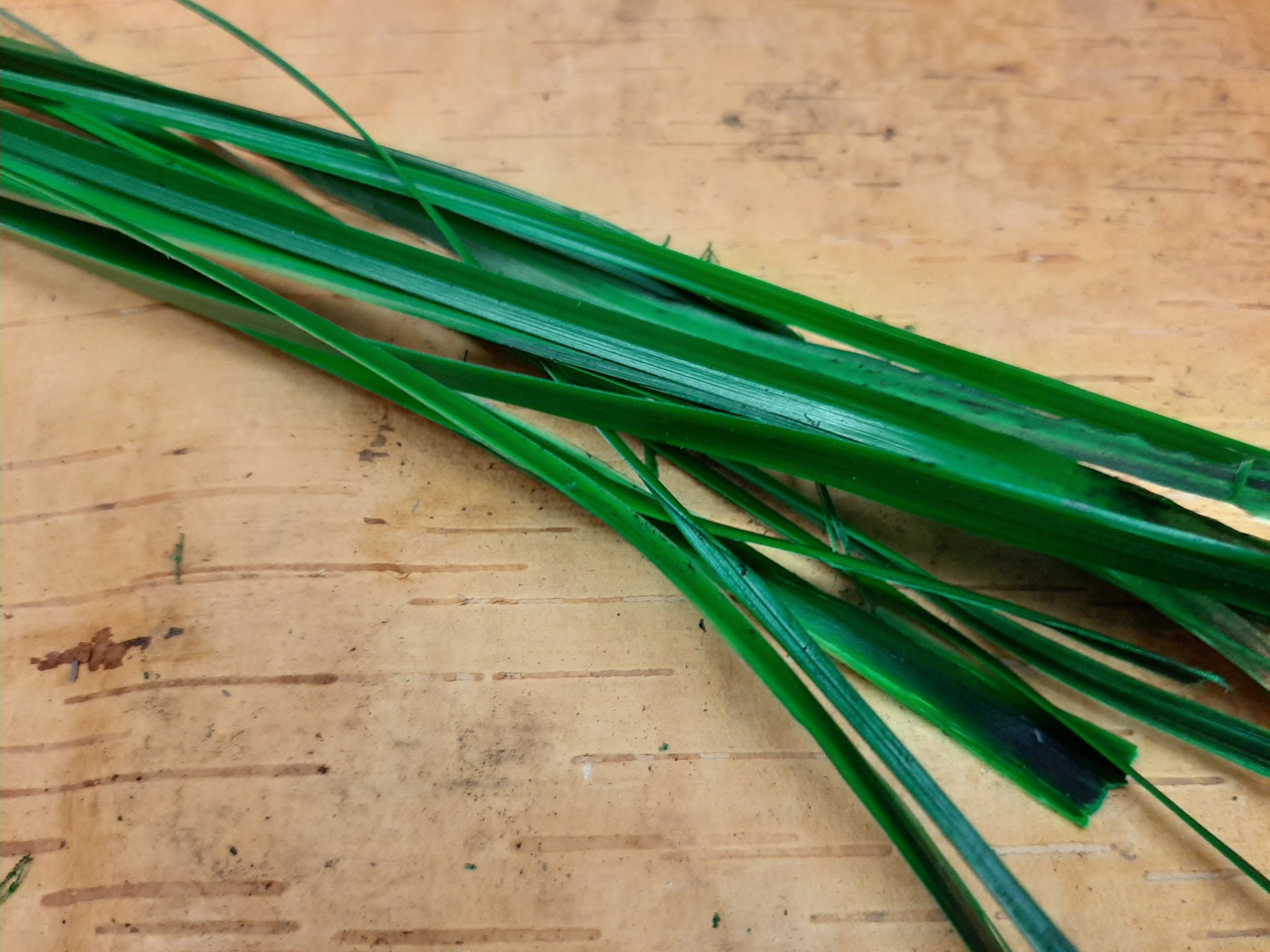 Preserved Bear grass green 15pcs – MossArtDecor.ie